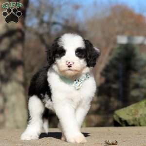 Mario, Sheepadoodle Puppy