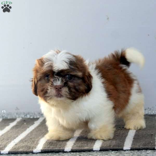 Mark, Shih Tzu Puppy