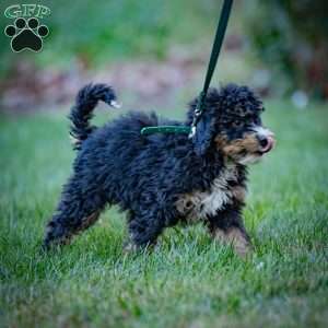 Marla, Mini Bernedoodle Puppy