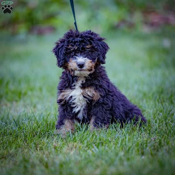 Marla, Mini Bernedoodle Puppy