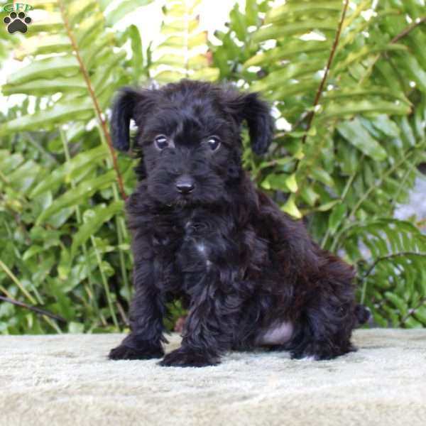 Marlie, Yorkie Poo Puppy