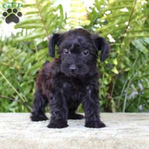 Marlie, Yorkie Poo Puppy