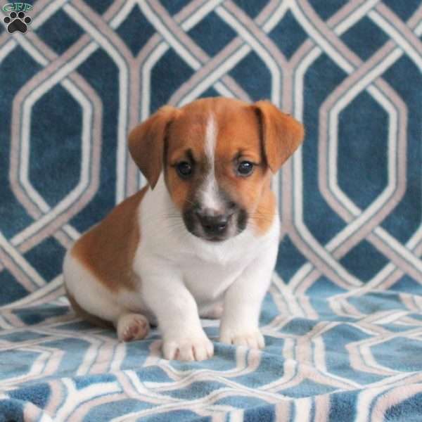 Marshall, Jack Russell Terrier Puppy