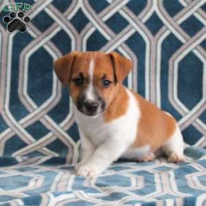 Marshall, Jack Russell Terrier Puppy