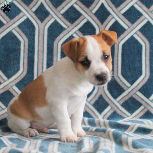 Martin, Jack Russell Terrier Puppy