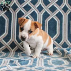 Martin, Jack Russell Terrier Puppy