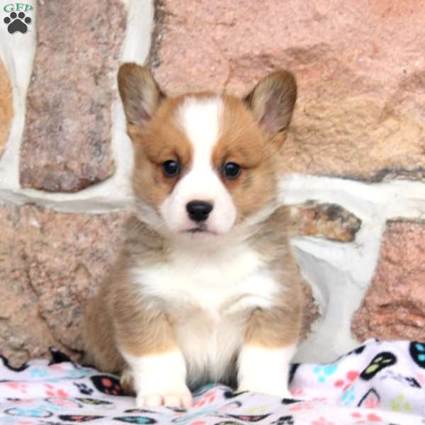 Mason, Pembroke Welsh Corgi Puppy