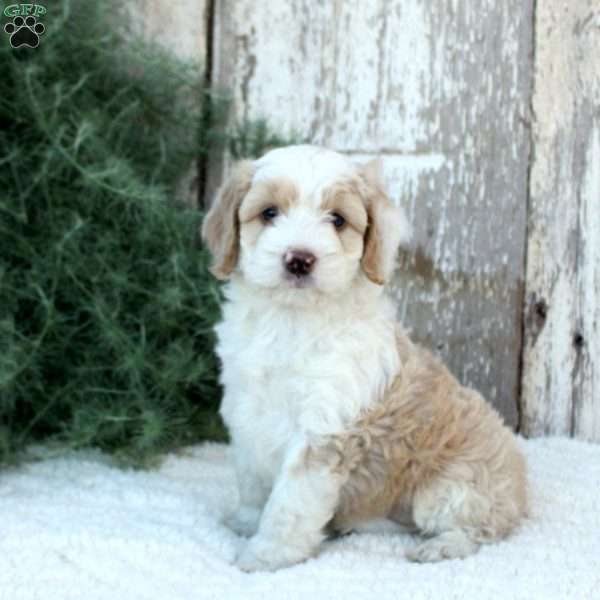 Mason, Bernese Mountain Dog Mix Puppy