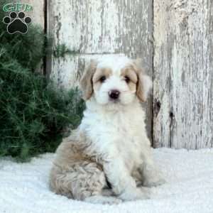 Mason, Bernese Mountain Dog Mix Puppy