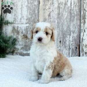 Mason, Bernese Mountain Dog Mix Puppy