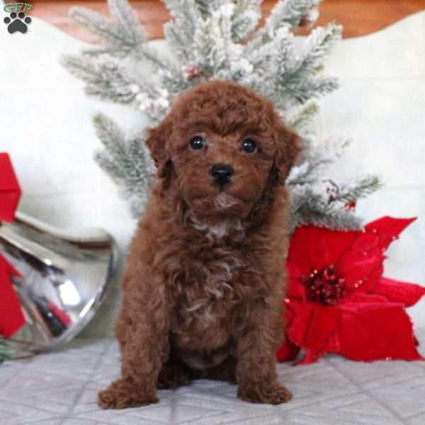 Matthew, Toy Poodle Puppy