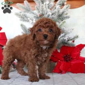 Matthew, Toy Poodle Puppy