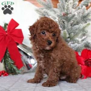 Matthew, Toy Poodle Puppy