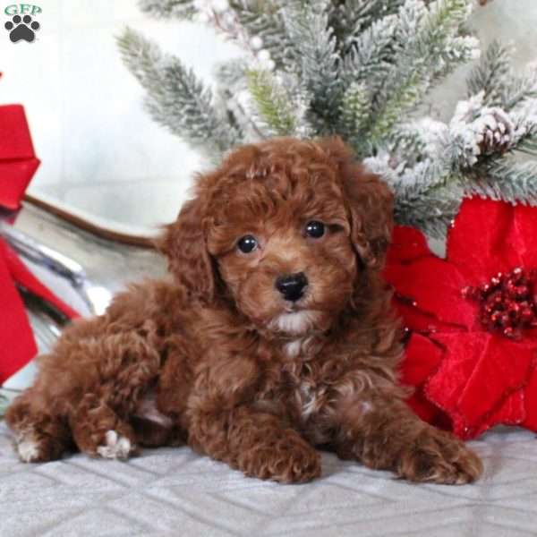 Maverick, Toy Poodle Puppy