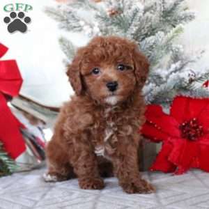 Maverick, Toy Poodle Puppy