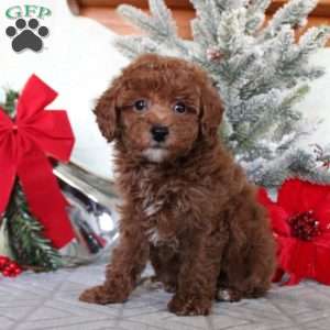 Maverick, Toy Poodle Puppy