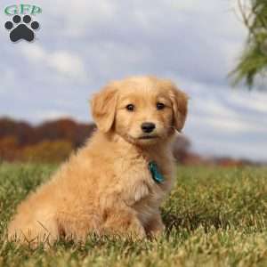 Max, Golden Retriever Puppy