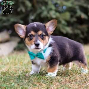 Max, Pembroke Welsh Corgi Puppy