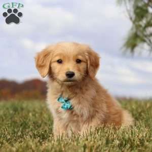 Max, Golden Retriever Puppy