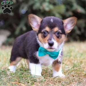 Max, Pembroke Welsh Corgi Puppy