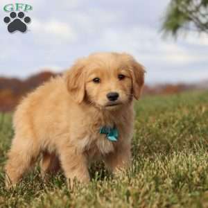 Max, Golden Retriever Puppy