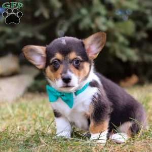 Max, Pembroke Welsh Corgi Puppy