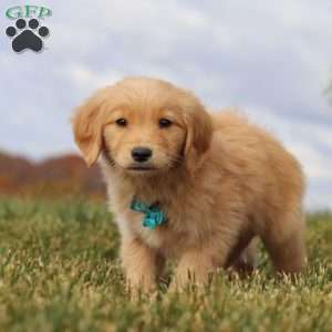 Max, Golden Retriever Puppy