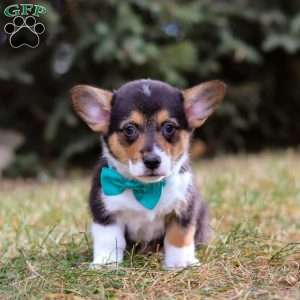 Max, Pembroke Welsh Corgi Puppy