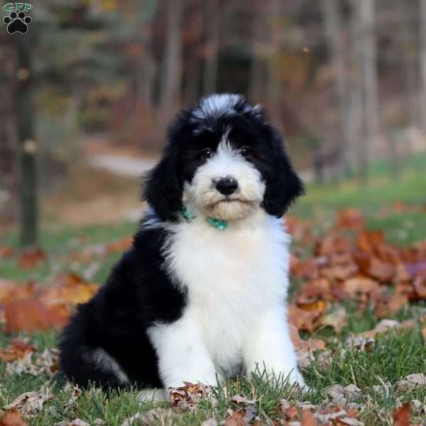 Max, Sheepadoodle Puppy