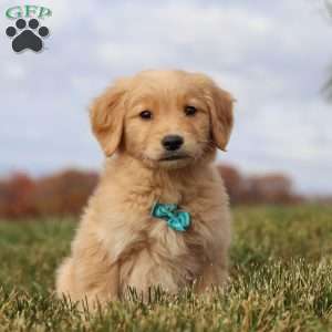 Max, Golden Retriever Puppy