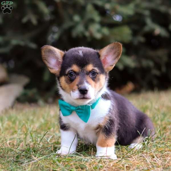 Max, Pembroke Welsh Corgi Puppy