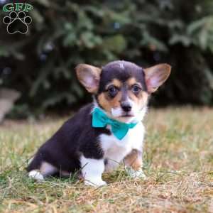 Max, Pembroke Welsh Corgi Puppy