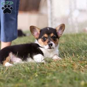 Max, Pembroke Welsh Corgi Puppy