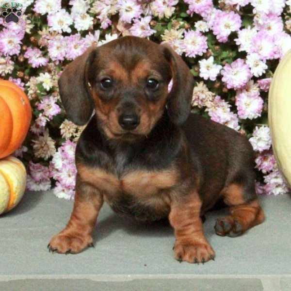 Max, Dachshund Puppy