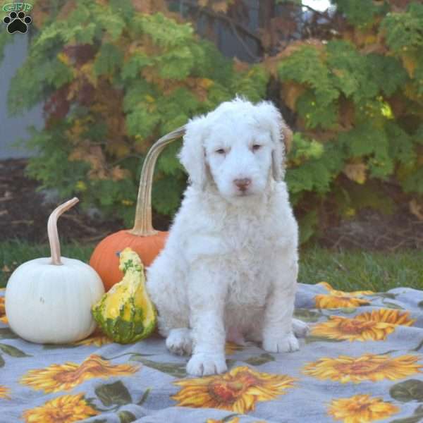 Max, Mini Goldendoodle Puppy