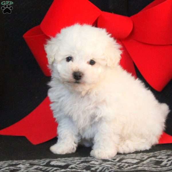 Max, Bichon Frise Puppy