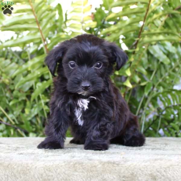 Max, Yorkie Poo Puppy