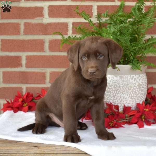 Max, Chocolate Labrador Retriever Puppy