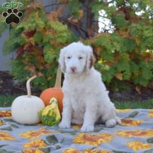 Max, Mini Goldendoodle Puppy