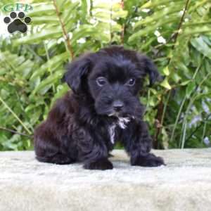 Max, Yorkie Poo Puppy