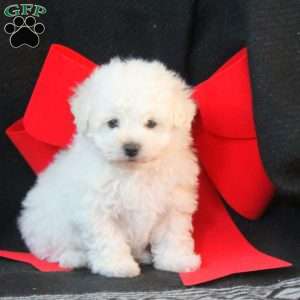 Max, Bichon Frise Puppy