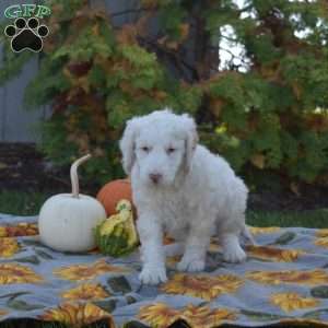 Max, Mini Goldendoodle Puppy