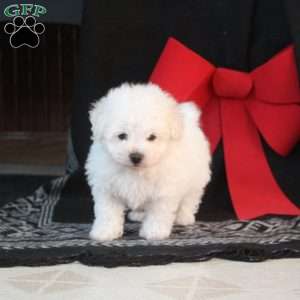 Max, Bichon Frise Puppy