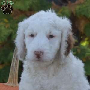 Max, Mini Goldendoodle Puppy