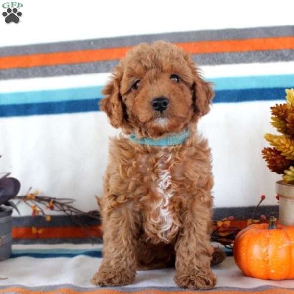 Max, Miniature Poodle Puppy