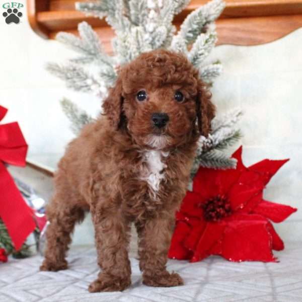 Max, Toy Poodle Puppy