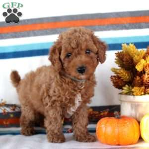 Max, Miniature Poodle Puppy