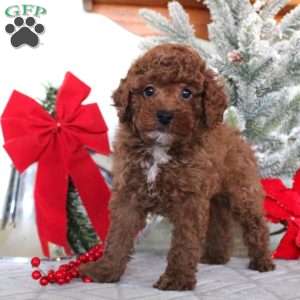 Max, Toy Poodle Puppy