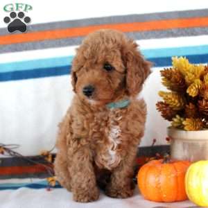 Max, Miniature Poodle Puppy