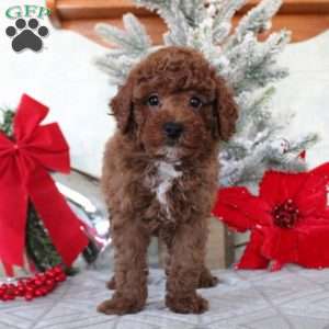 Max, Toy Poodle Puppy